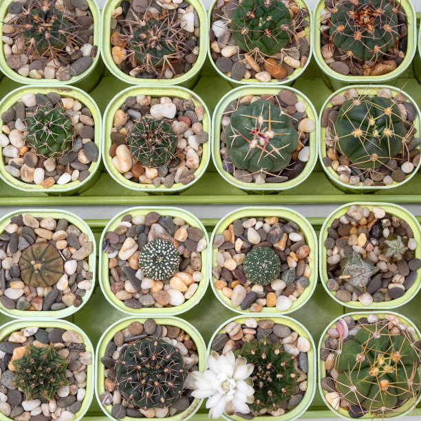 花盆里放着仙人掌和多肉植物的芽。前视图。特写镜头。关于家花、仙人掌和它们的照料的网站图片。有选择性的重点。图片下载