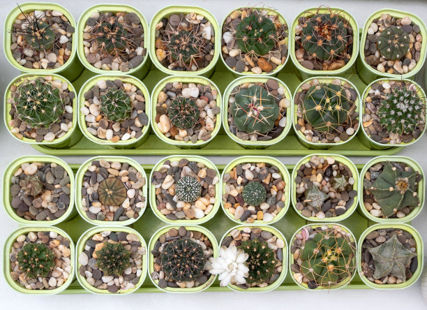 花盆里放着仙人掌和多肉植物的芽。前视图。关于家花、仙人掌和它们的照料的网站图片。有选择性的重点。图片下载