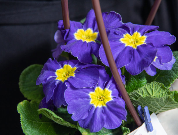 新鲜的紫花特写。妇女节礼物。花店的图片，明信片。有选择性的重点。图片下载