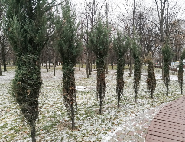 柏树被绑起来过冬，以免结冰。柏树缠在绳子里。照顾柏树。图片下载