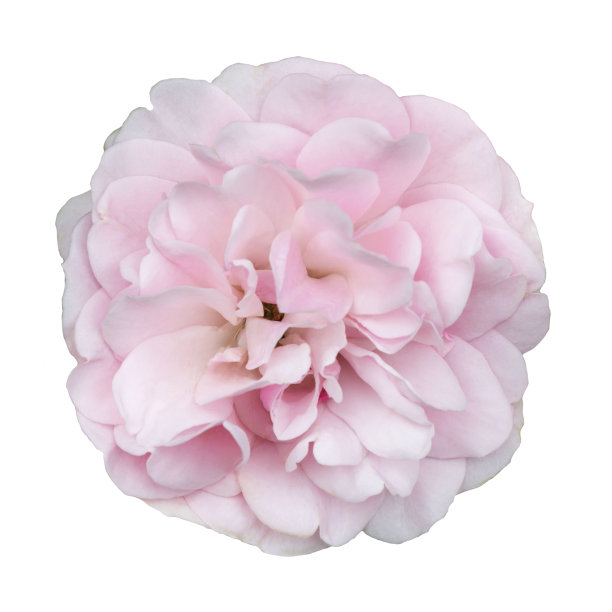 淡粉色玫瑰花蕾，花瓣孤立，白色背景。图片下载