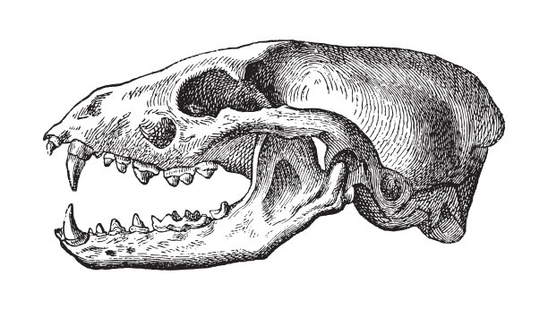 欧洲松貂头骨(Martes Martes) -复古雕刻插图图片下载