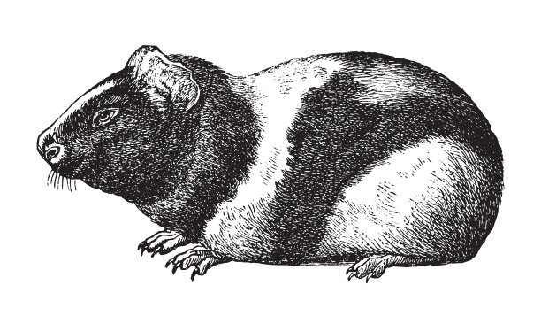 豚鼠或家养豚鼠(Cavia瓷器)-老式雕刻插图图片下载