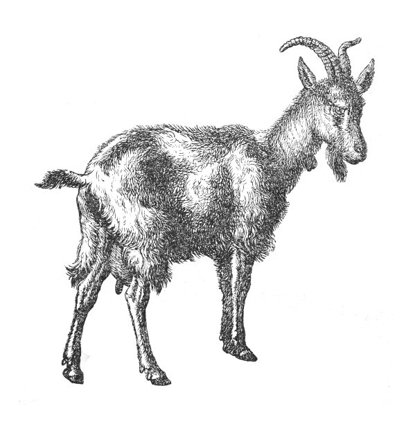 家山羊(卡普拉山羊)-老式雕刻插图图片下载