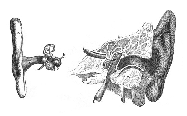 人耳图(交叉)-老式雕刻插图图片下载