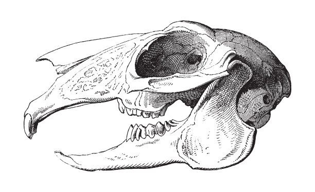 山兔头骨(Lepus timidus) -复古雕刻插图图片下载