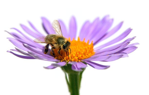 蜜蜂或蜜蜂在花上孤立在白色上图片下载