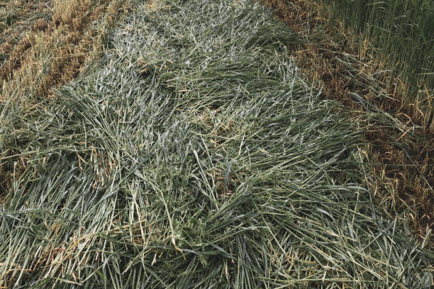 靠近一片割过的草地。一个斜面场的自然纹理，一个帖子的夏季背景，屏幕保护程序，墙纸，明信片，海报，横幅封面，网站。水平高质量照片图片下载