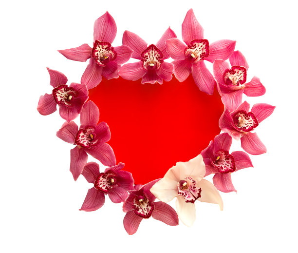 心形的红色礼品盒，白色背景上华丽的兰花。情人节的概念。图片下载