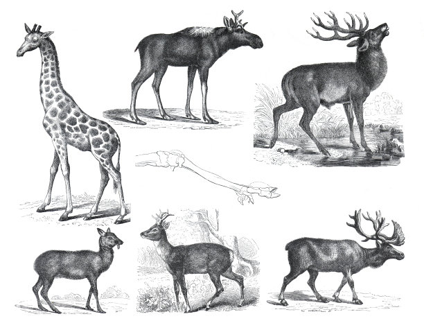 野生动物收藏与长颈鹿，moschus moschiferus，鹿，驼鹿，野生动物。野生动物的插图。手绘复古风格。图片下载