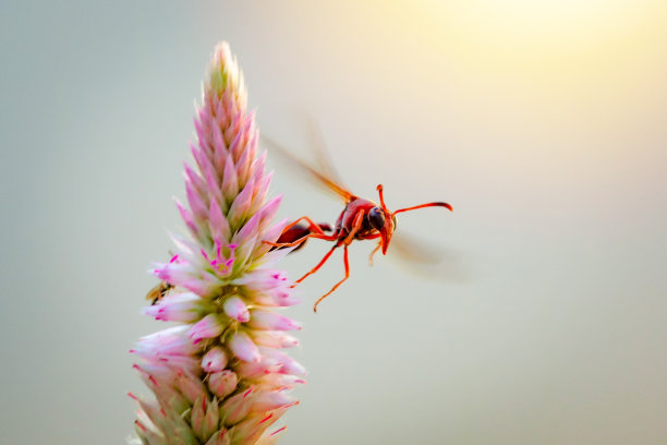 大红虫在晴天吃紫色的花。微距照片的一个bug在自然界。图片下载