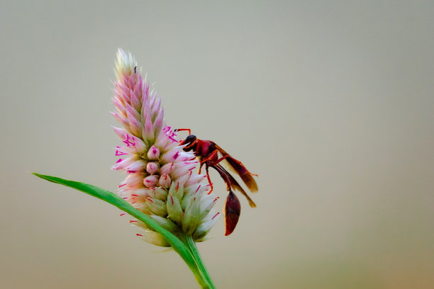 大红虫在晴天吃紫色的花。微距照片的一个bug在自然界。图片下载