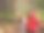 夏季的俄罗斯之旅，列宁格勒地区，科马罗夫村，科马罗夫斯基海岸生态步道图片下载