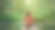 夏季的俄罗斯之旅，列宁格勒地区，科马罗夫村，科马罗夫斯基海岸生态步道图片下载
