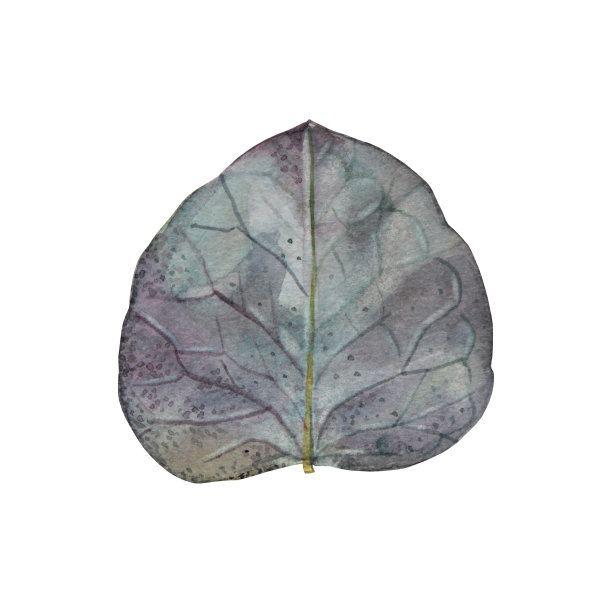 水彩桉树叶子孤立在白色背景上。手工绘制的植物元素婚礼庆典。创意绿、蓝、银的叶子。剪贴画包装墙纸卡素描本图片下载