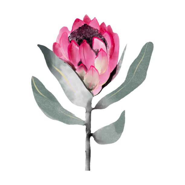 Protea水彩粉红色花白色孤立图片下载