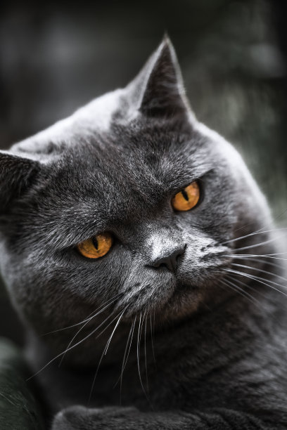 深黑色的猫图片下载