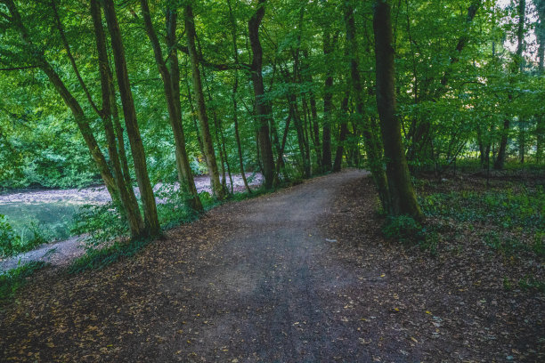 穿过德国湖边的森林。图片下载