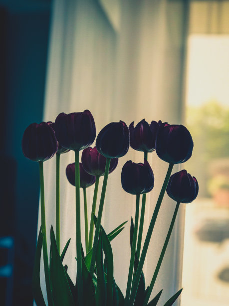 花瓶里的一些漂亮的花。图片下载