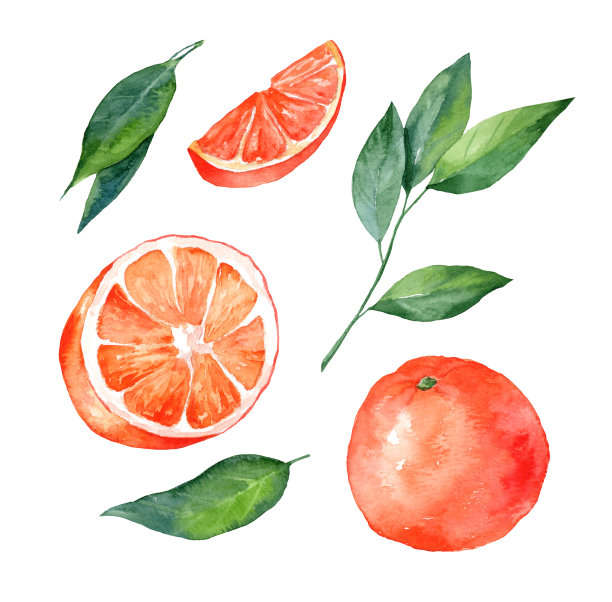 一组橙色和橙色叶子孤立在白色背景上图片下载