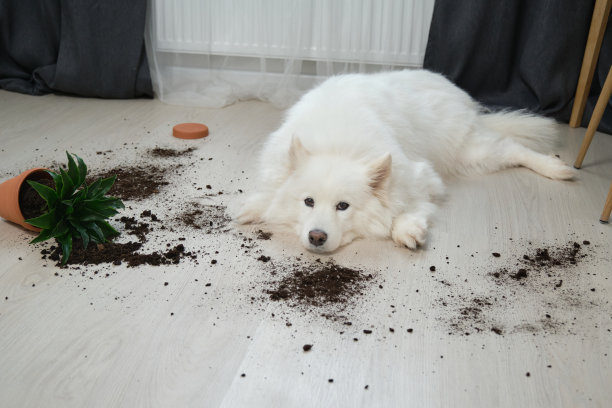 一只有罪的狗躺在地上，旁边是一朵倒掉的花图片下载