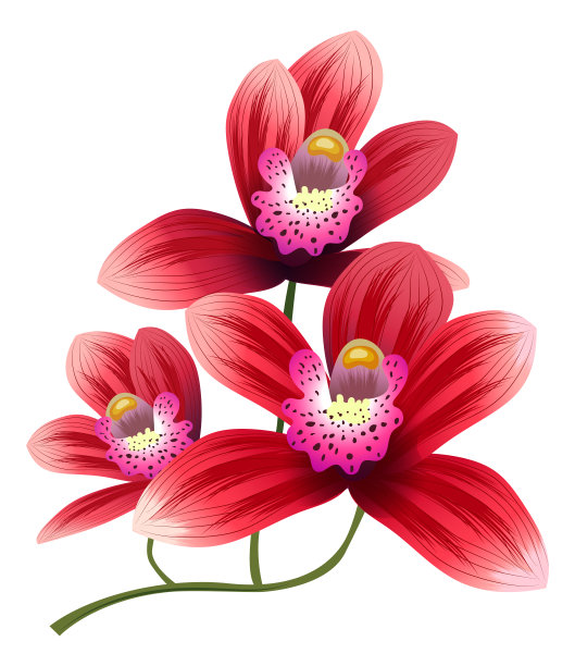 红色的花。异域艳花植物图片下载