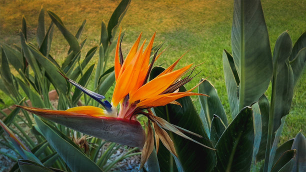 花园中的黄色热带Heliconia或天堂鸟花或Strelitzia reginae花图片下载
