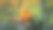 花园中的黄色热带Heliconia或天堂鸟花或Strelitzia reginae花图片下载