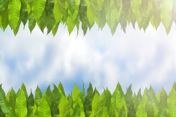 在阳光明媚的日子里，芒果树的叶子和雨滴映在蓝天上。绿色的芒果叶沿着照片的整个长度排列成一排图片下载