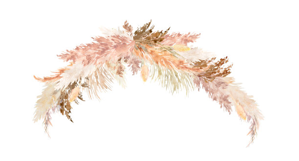 水彩潘帕斯草插图图片下载