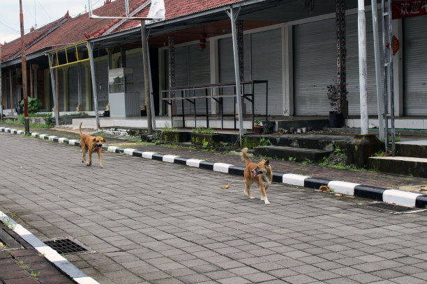 空荡荡的街道，废弃的商店，还有巴厘岛塔纳罗特寺周围的流浪狗。2022年1月。图片下载