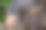 拯救大象的概念，悲伤和哭泣的大象眼睛闭上照片，敏感的大象流泪。图片下载