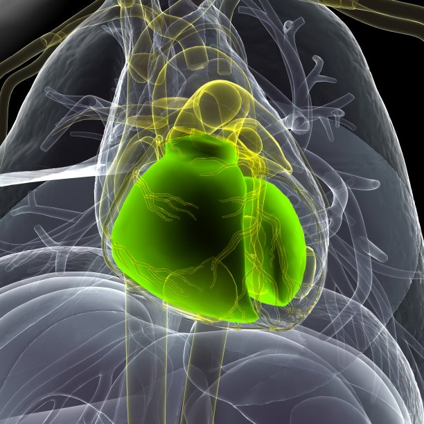 人体心脏解剖的3d插图。图片下载