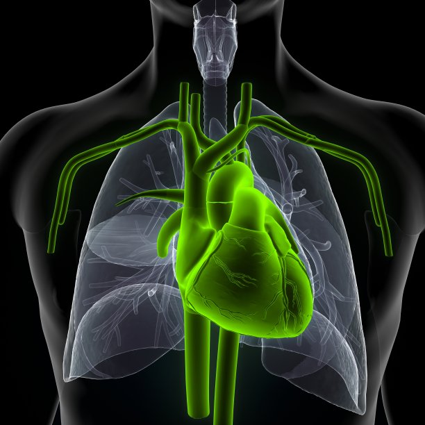 人体心脏解剖的3d插图。图片下载