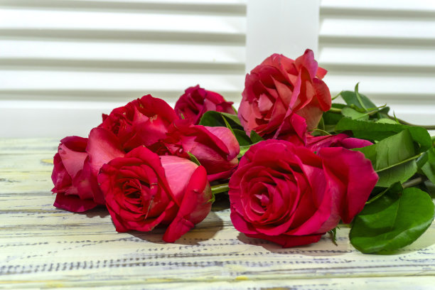 照片:红色、粉色、紫色的玫瑰图片下载