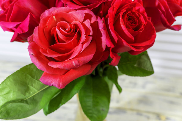 照片:红色、粉色、紫色的玫瑰图片下载