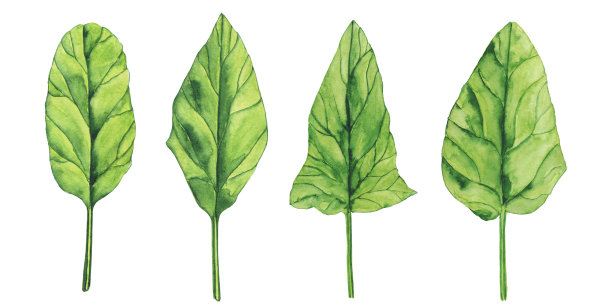 水彩菠菜叶设置孤立在白色背景上。草木手绘插图。健康食品。图片下载