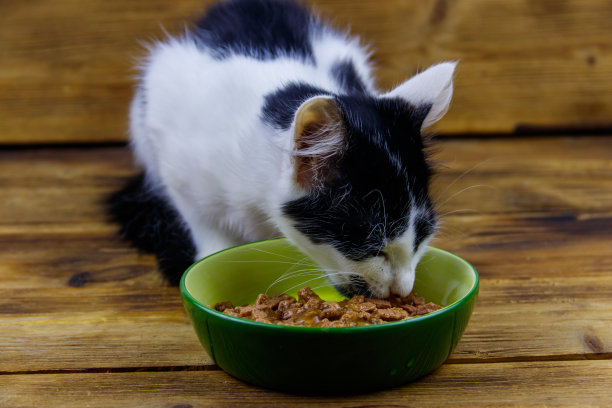 小猫在木地板上用陶瓷碗吃东西图片下载