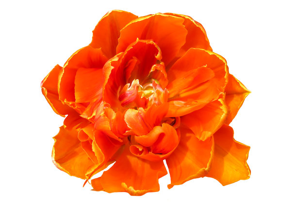 开放的野生郁金香的头在近距离观察孤立在白色背景上。图片下载