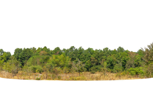 视图的高清晰度树木线隔离图片下载