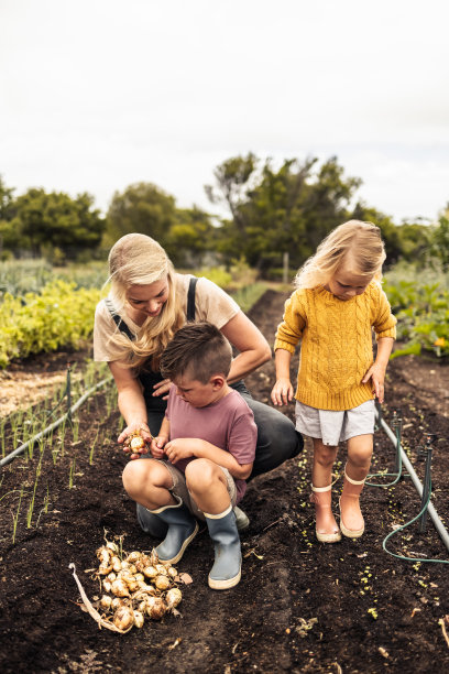 收获新鲜成熟的洋葱图片下载