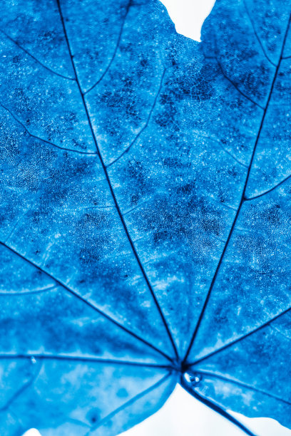 特写镜头枫叶。深蓝艺术照片图片下载