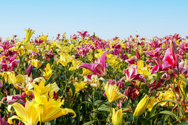 春天在蓝天下盛开的黄色和粉红色的百合(百合)图片下载