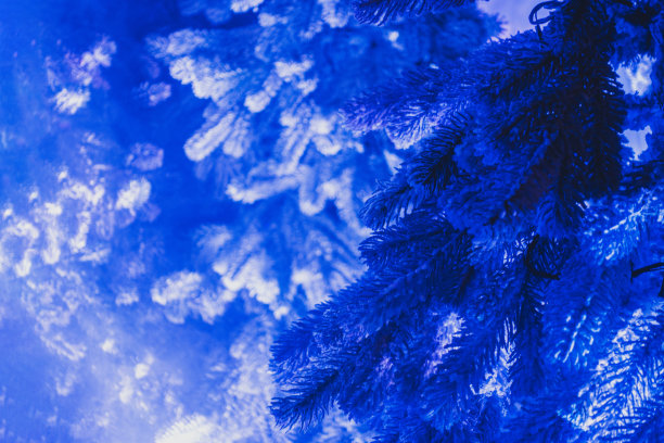 蓝色背景与圣诞树的树枝图片下载