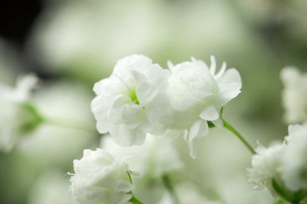 石竹的白色花朵。图片下载