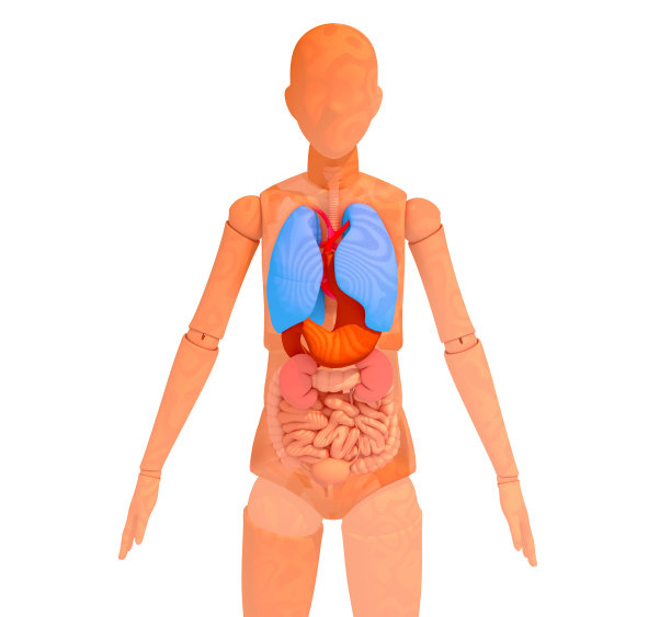三维插图铰接式木制人体模型显示内部。图片下载