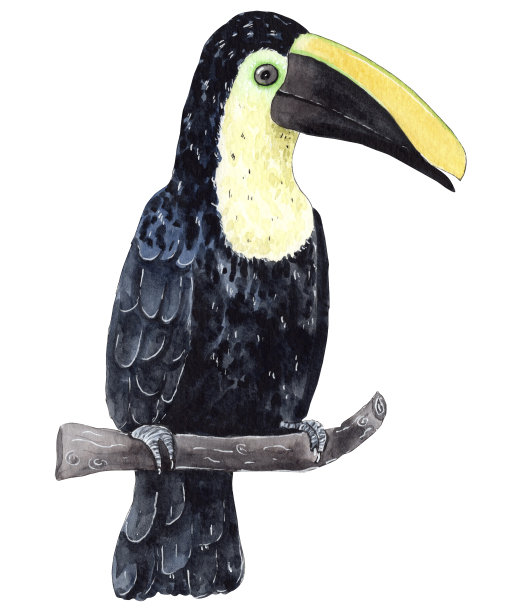 水彩热带鸟，巨嘴鸟插图。图片下载
