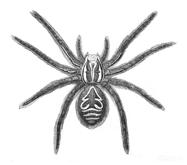 狼蛛(Lycosa Tarantula) -老式雕刻插图图片下载