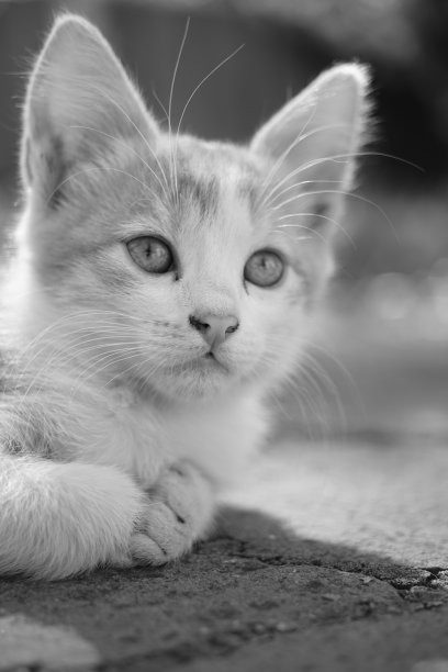 小猫的特写肖像在夏日户外，bw照片。图片下载