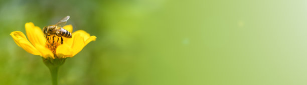 蜜蜂和花。在绿色的背景下，一只大蜜蜂正在收集黄色花朵上的花粉。微距摄影。夏天和春天的背景。横幅图片下载